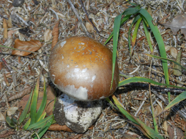 ritrovamenti 11 ottobre